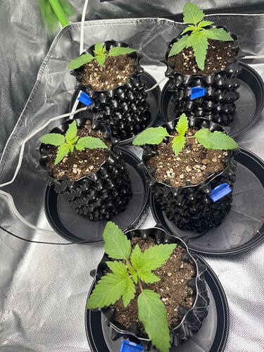 Growreport Bild 17