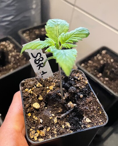 Growreport Bild 6