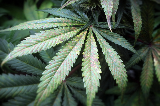 Growreport Bild 21