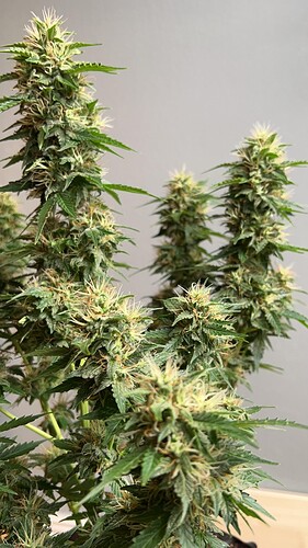 signal-2022-10-24-210522_005