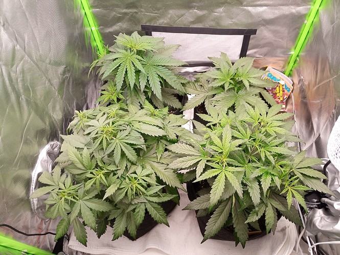 Growreport Bild 1