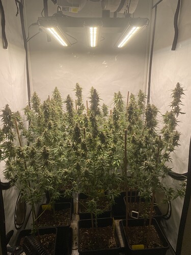Growreport Bild 5