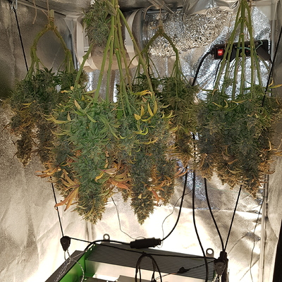 Growreport Bild 23