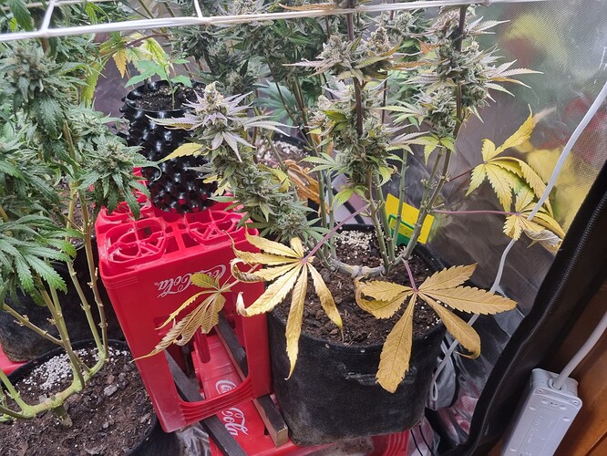 Growreport Bild 18