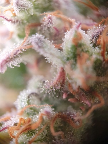 Growreport Bild 16