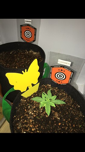 Growreport Bild 6