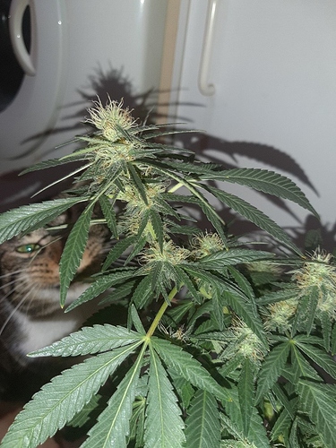 Growreport Bild 12