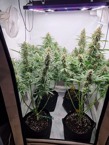 Growreport Bild 9