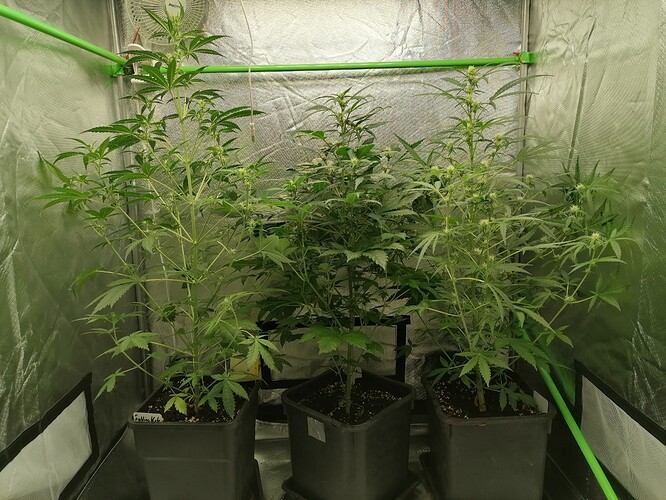 Growreport Bild 3