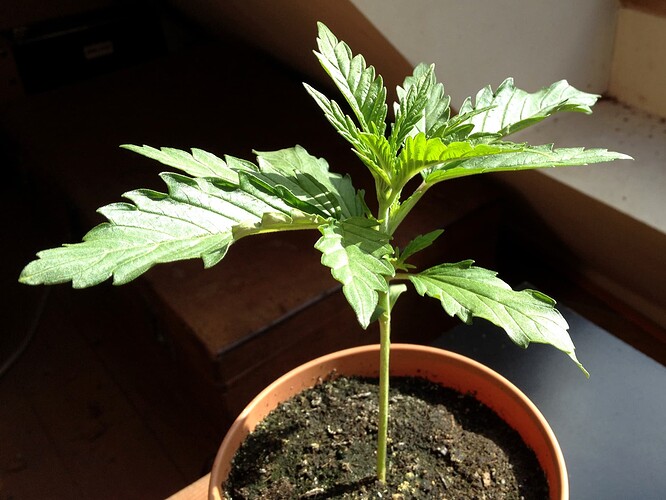 Growreport Bild 82