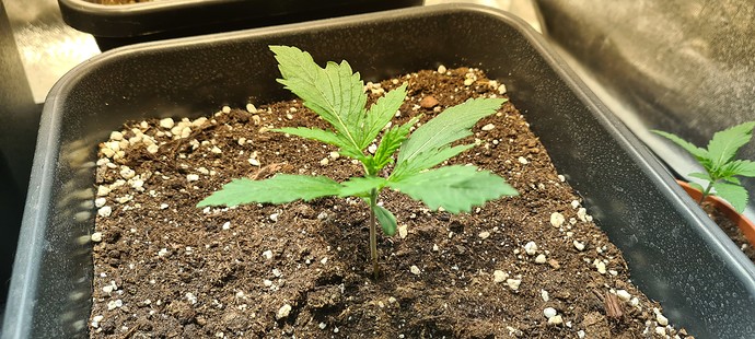 Growreport Bild 3