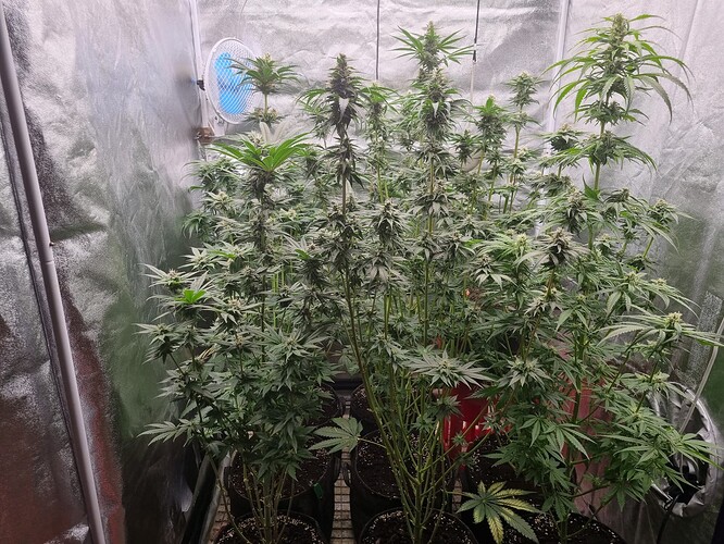 Growreport Bild 20