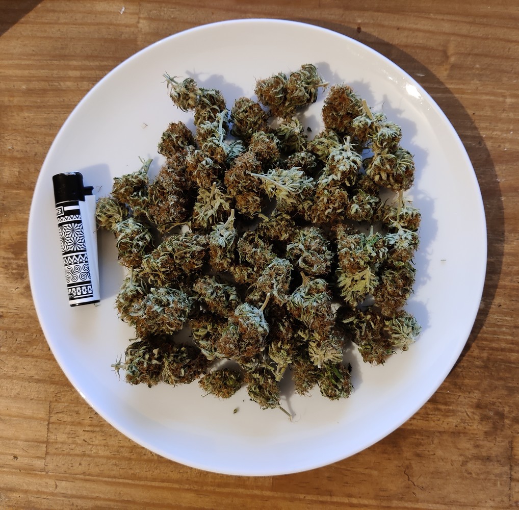 [1st Grow Report] Low Budget Auto Grow [Florganics]