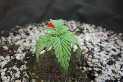 Ein junger Cannabis-Keimling mit mehreren Blättern in einem Topf mit Erde und Perlit.