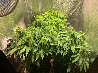 Growreport Bild 2