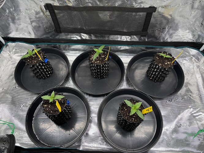 Growreport Bild 74