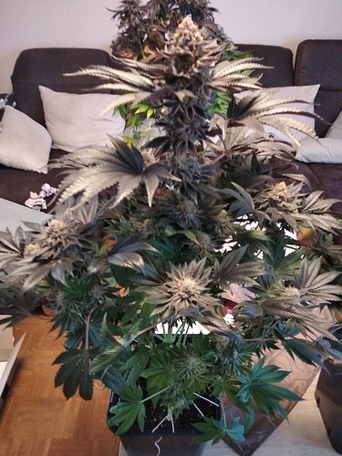 Growreport Bild 8