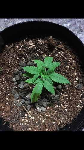 Growreport Bild 19