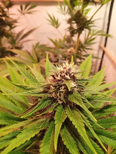 Growreport Bild 43