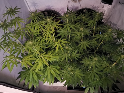 Growreport Bild 2