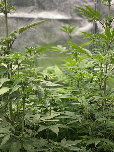 Growreport Bild 1