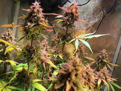 Growreport Bild 1