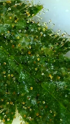 Growreport Bild 8
