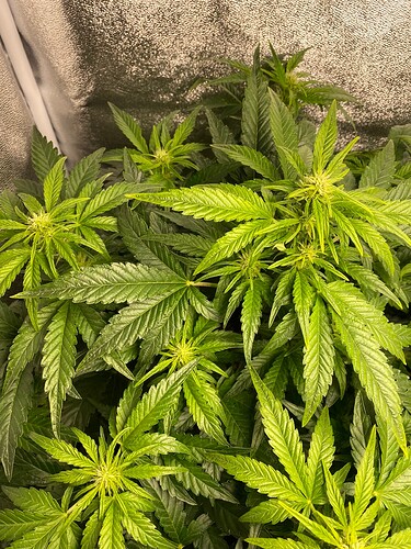 Growreport Bild 8