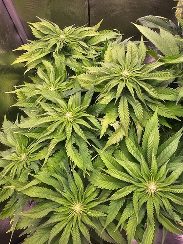 Growreport Bild 7