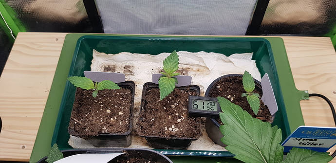 Growreport Bild 13
