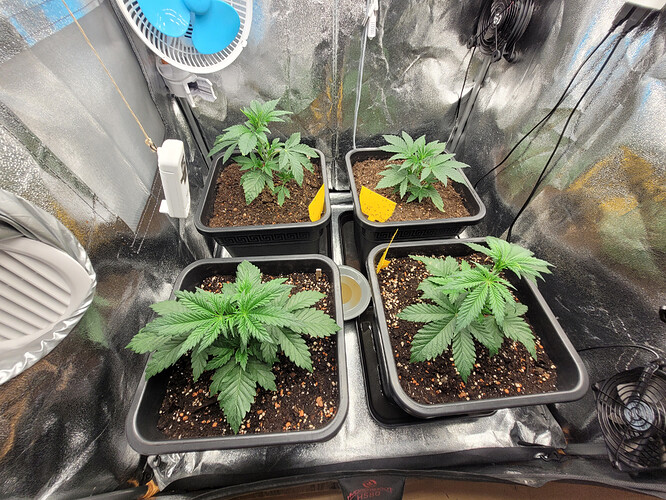 Growreport Bild 1