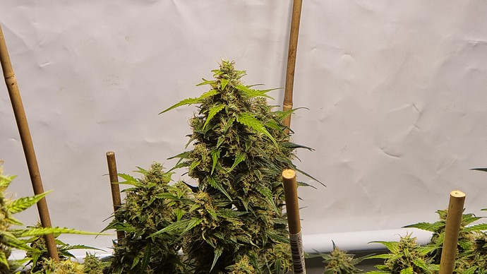 Growreport Bild 4