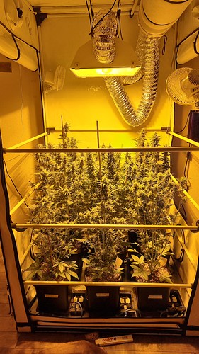 Growreport Bild 7