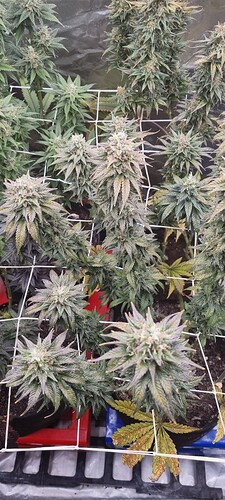 Growreport Bild 38