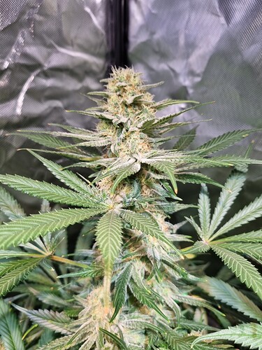 Growreport Bild 17