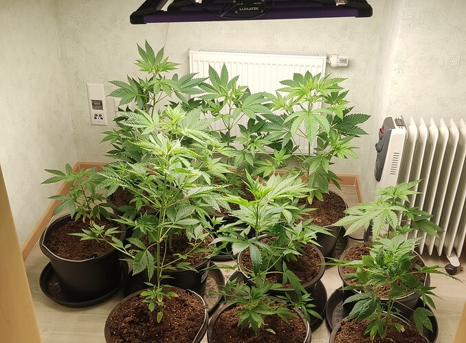 Growreport Bild 4