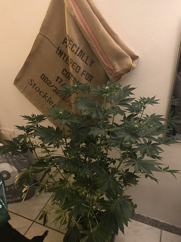 Growreport Bild 4