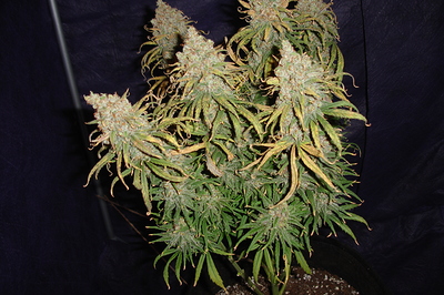 Growreport Bild 24