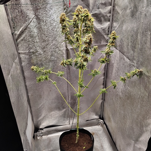 Growreport Bild 12