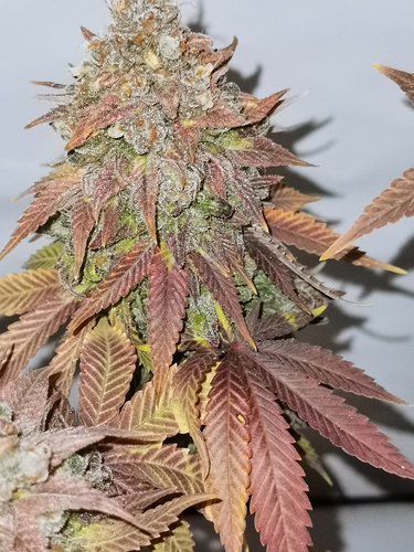 Growreport Bild 2