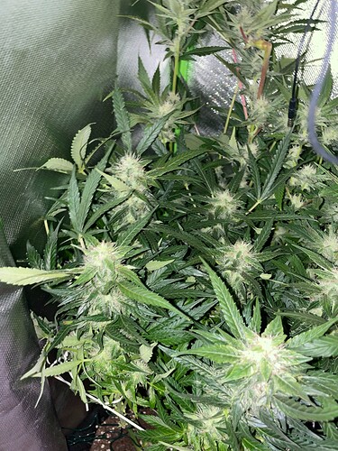 Growreport Bild 53