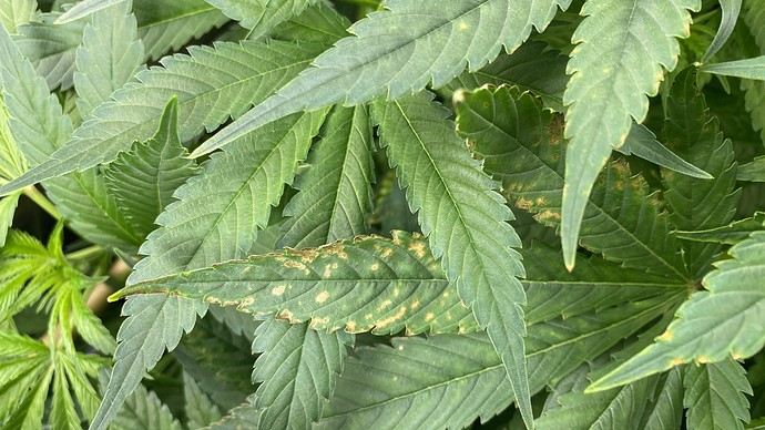 Growreport Bild 1