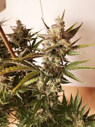 GG#3_240112-4