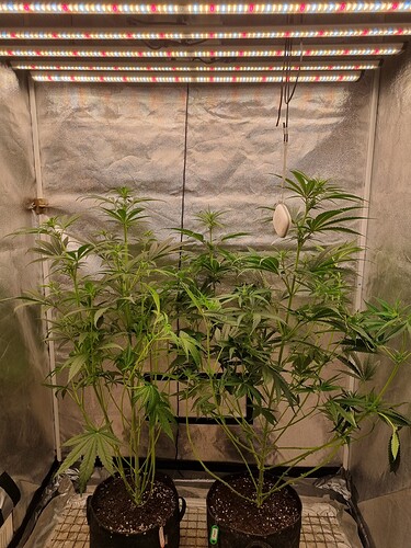 Growreport Bild 32