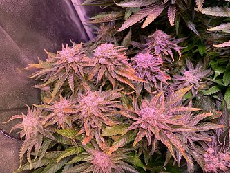 Growreport Bild 19