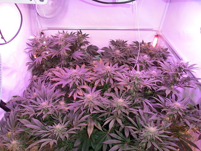 Growreport Bild 1