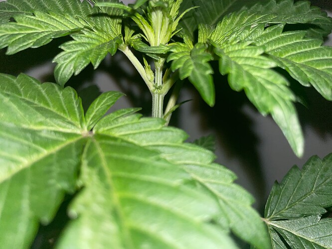Growreport Bild 21