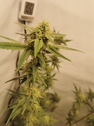 Growreport Bild 2