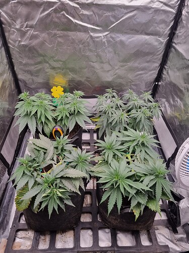 Growreport Bild 19