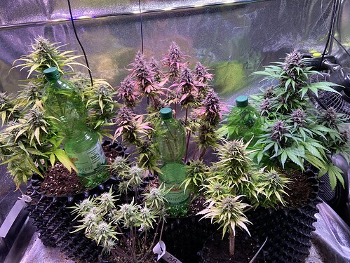 Growreport Bild 3